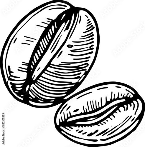 close up illustration of two coffee beans with detailed textured lines and contours