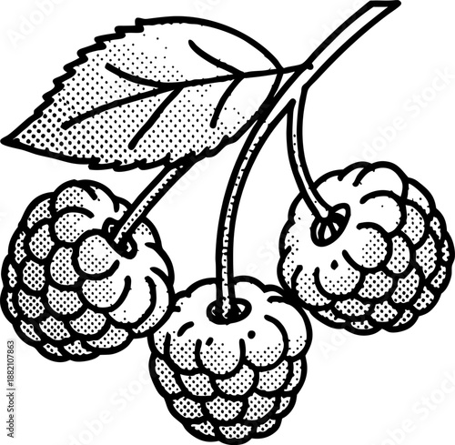 raspberry branch with three ripe berries and a leaf in vintage stipple illustration