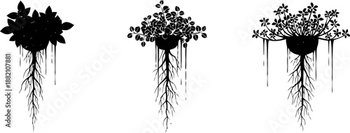 silhouettes of three hanging plants with visible roots in different pots