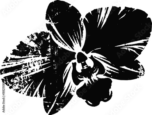 Black and white orchid flower illustration with detailed petal texture and silhouette