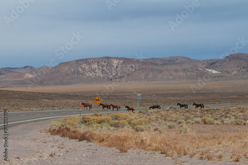 Small band of wild horses crosses a remote desert highway, with dry shrubs in the foreground and rugged mountains under a cloudy sky in the distance.