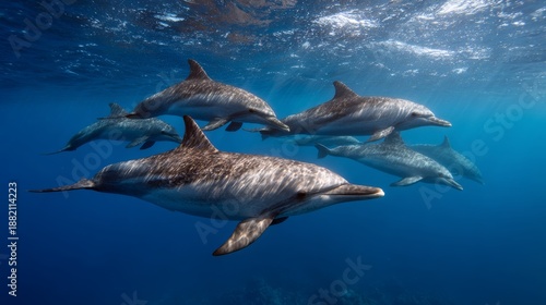 Group of bottlenose dolphins swimming underwater in blue ocean near Wolf Island, Galapagos.