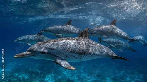 Group of bottlenose dolphins swimming underwater in blue ocean near Wolf Island, Galapagos.