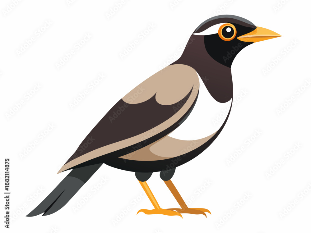 Fototapeta premium bird isolated on white background