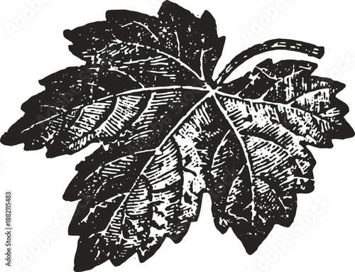 black and white illustration of a detailed grapevine leaf with veins and texture