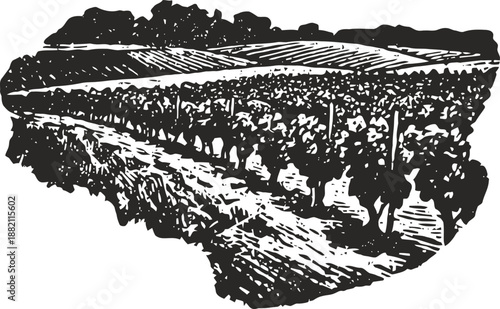 Grapevine plantation with rows of grapevines along a pathway in a rural vineyard landscape