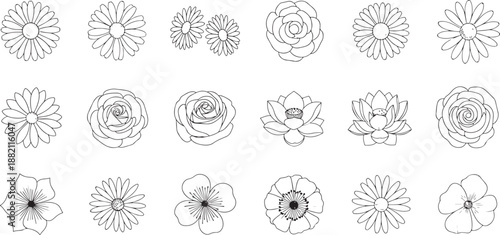 Black and white flower flowers line roses
