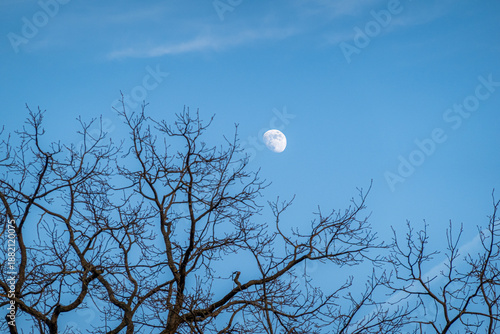 Winter moonrise over barren branches in Potsdam