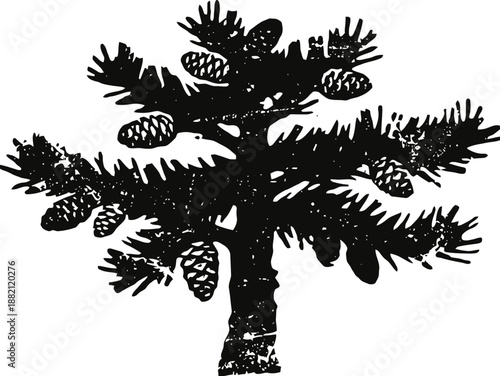 Silhouette of pine tree with cones, vintage grunge illustration of evergreen coniferous plant