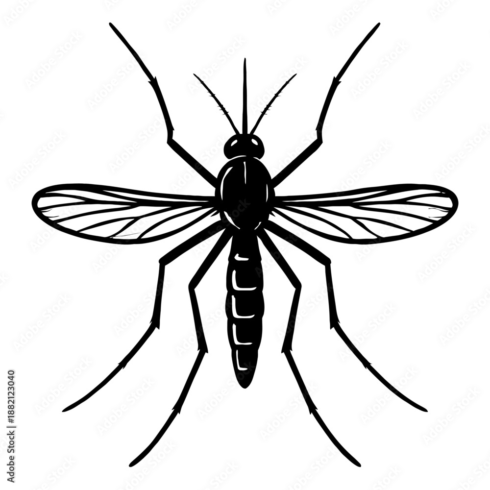 Fototapeta premium Mosquito Vector Illustration - Detailed Top-Down View