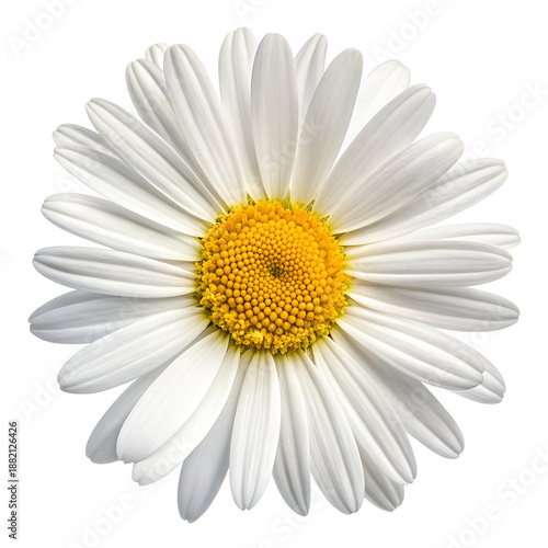 Classic White Daisy Flower with Yellow Center Isolated on Transparent Background, Top View PNG