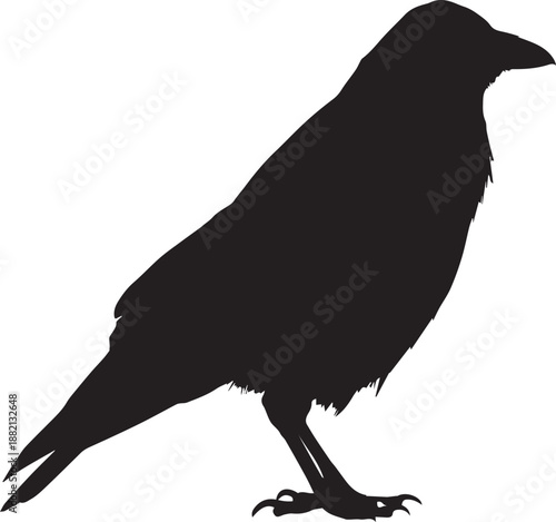 Silhouette of a rook. Icon of bird. Vector illustration isolated on a white background in a realistic style