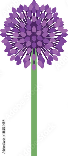 Vector Illustration of Purple Allium Flower Isolated on White Background for Botanical Design