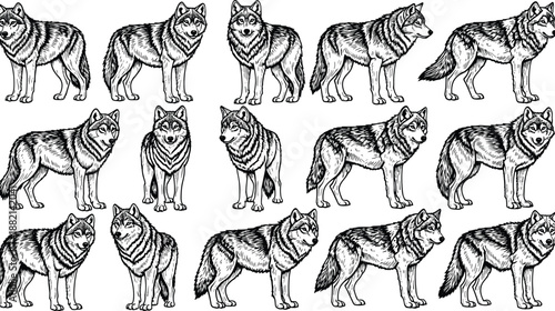 Wolf illustration bundle, black white detailed sketches, animal posture variations, wild canine anatomy, nature art design, predator silhouette collection