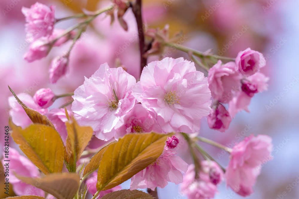Obraz premium Beautiful close-up of vibrant pink cherry blossom flowers in full bloom, showcasing delicate petals illuminated by sunlight, evoking tranquility and nature's springtime rejuvenation. Sakura.