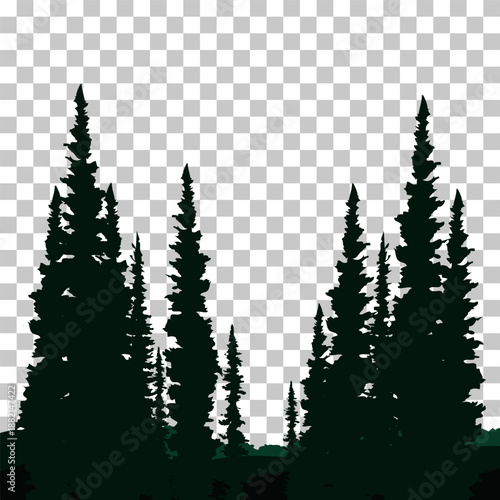 Silhouettes of tall evergreen pine trees against a transparent background, graphic illustration of a forest.