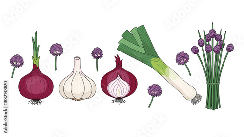 Variety of allium vegetables illustration including red and white onions garlic bulb leek and flowering chives.