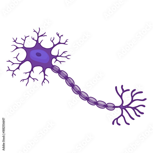 Neuron illustration