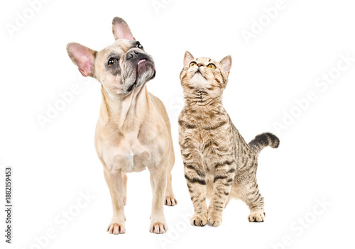 Curious French bulldog and Scottish straight cat standing together, looking up, isolated on white background