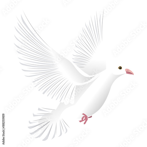 Pigeon wing tail beak illustration