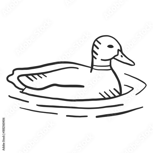 Duck drake wing wild duck beak doodle bird