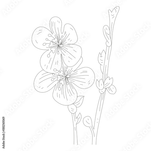 Flower stamen petal stem line