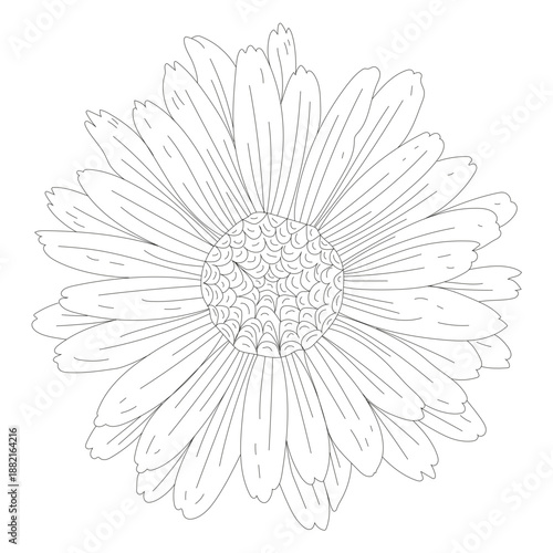 Petal gynoecium flower line