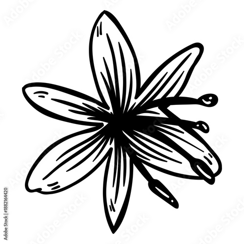 Petal flower stamen stroke