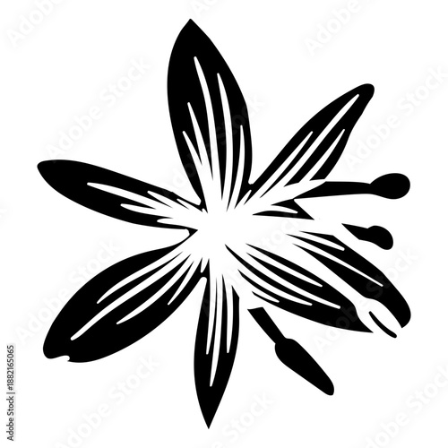 Petal flower stamen detailed silhouette