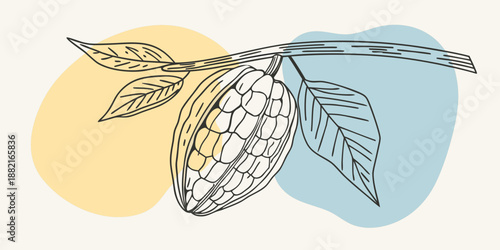 Cacao Illustration, Line Art. Line Drawing. only cacao vintage. not open