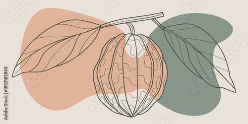 Cacao Illustration, Line Art. Line Drawing. only cacao vintage. not open