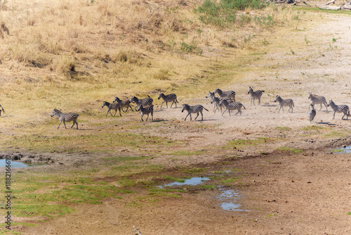 Aerial image  Grant's zebra (Equus quagga boehmi) below leaving Tarangire River a water source for much life in National Park dry season.