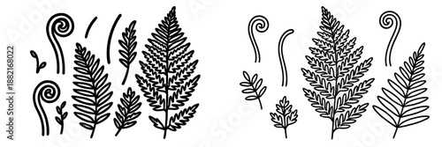 Black and white botanical illustration of ferns and plants