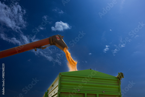  Loading of grain corn in the trailer  from a combine © Dusan Kostic