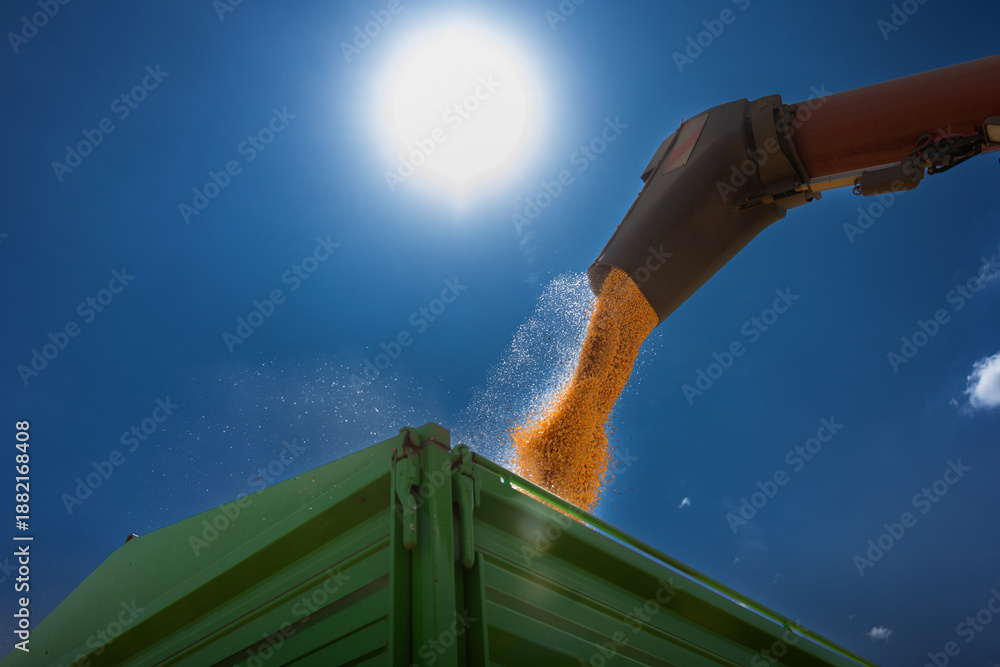 Obraz premium Loading of grain corn in the trailer from a combine