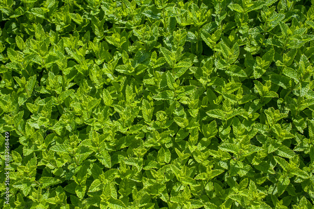 Obraz premium mentha leaves