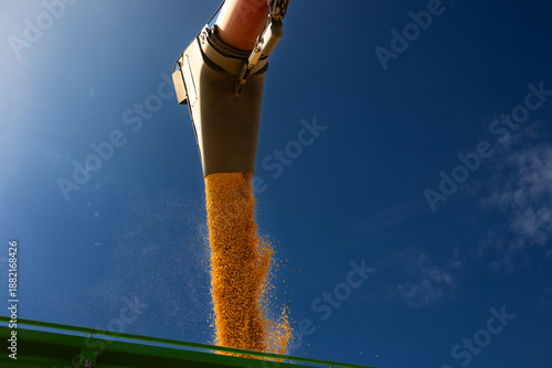  Loading of grain corn in the trailer  from a combine © Dusan Kostic