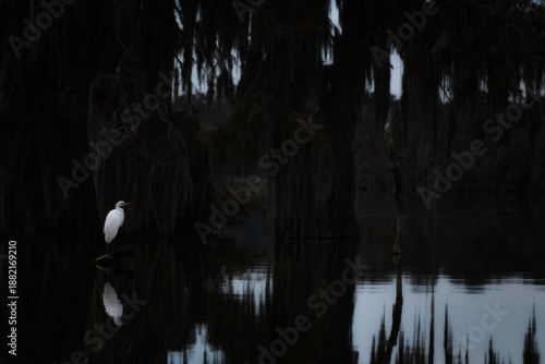 Schilderij op canvas High-contrast, low-key shot of a Great Egret in a dark cypress swamp