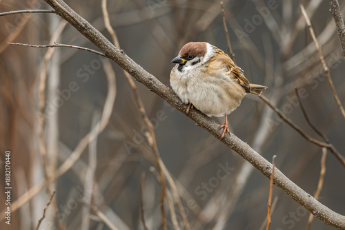 Eurasian tree sparrow puffs up its feathers as it perches on a branch in winter.