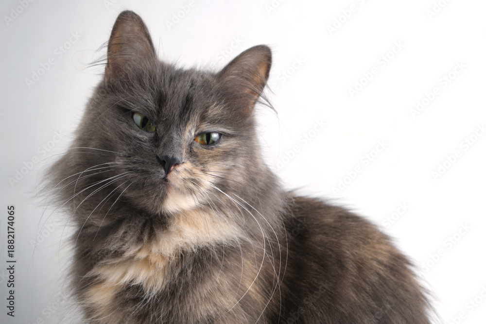 Fototapeta premium Portrait beautiful long haired cat on white background.