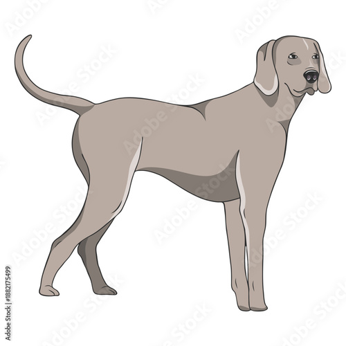 Standing weimaraner dog illustration