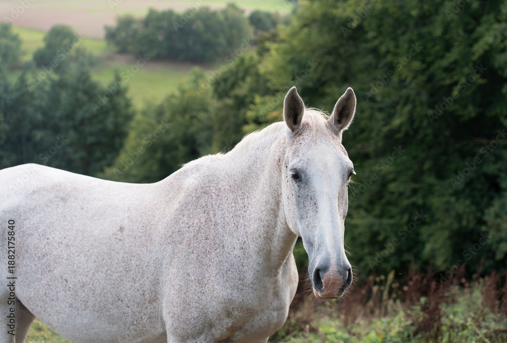 Fototapeta premium portrait of a white horse