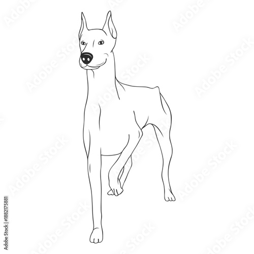 Standing doberman dog stroke