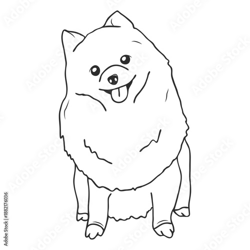 Pomeranian dog sitting stroke