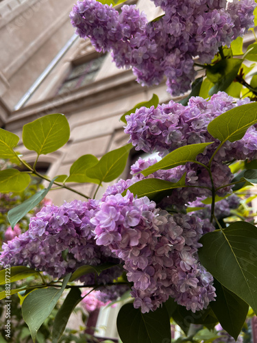 Lilac Bloom in Charming Old Town Neighborhood