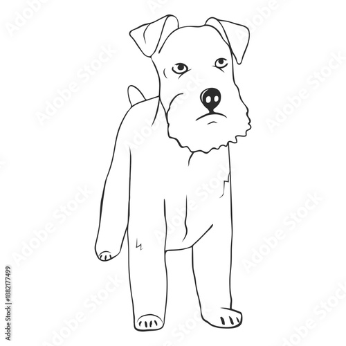 Schnauzer dog stroke