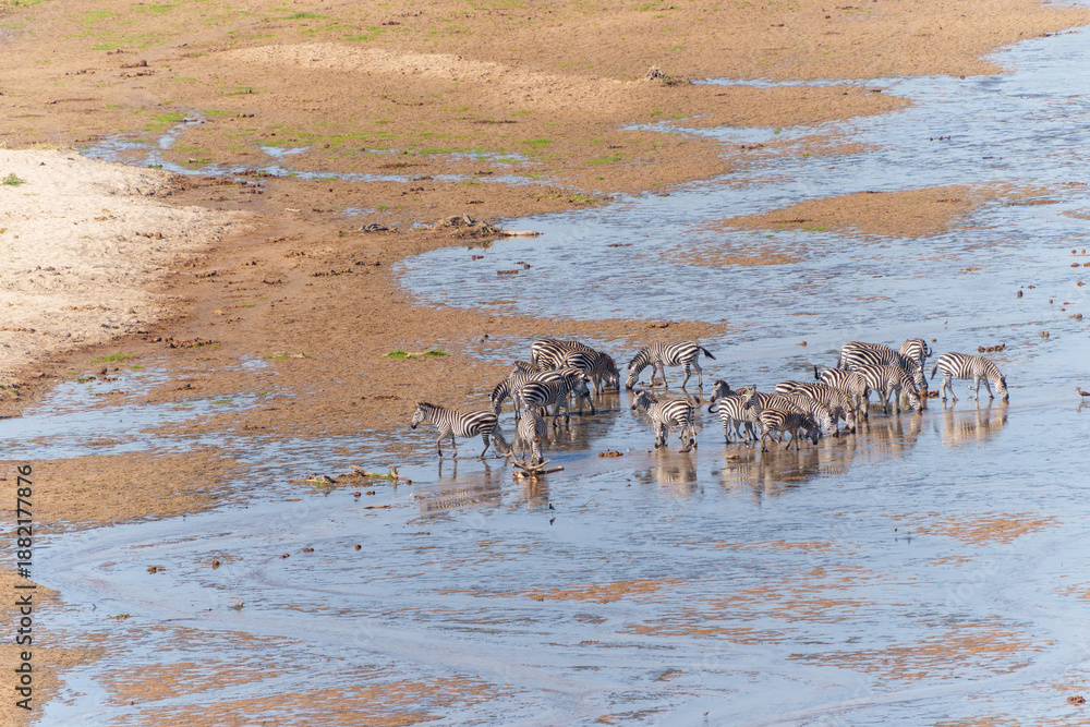 Fototapeta premium Tarangire River a water source for much life in the National Park in dry season attracting animals, from above Grant's zebra (Equus quagga boehmi) below crossing shallow river.