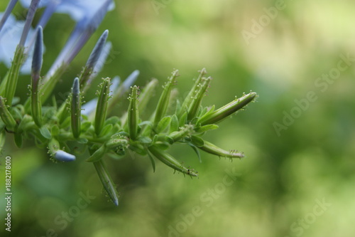 Foto Bourgeons de plumbago bleu en gros plan