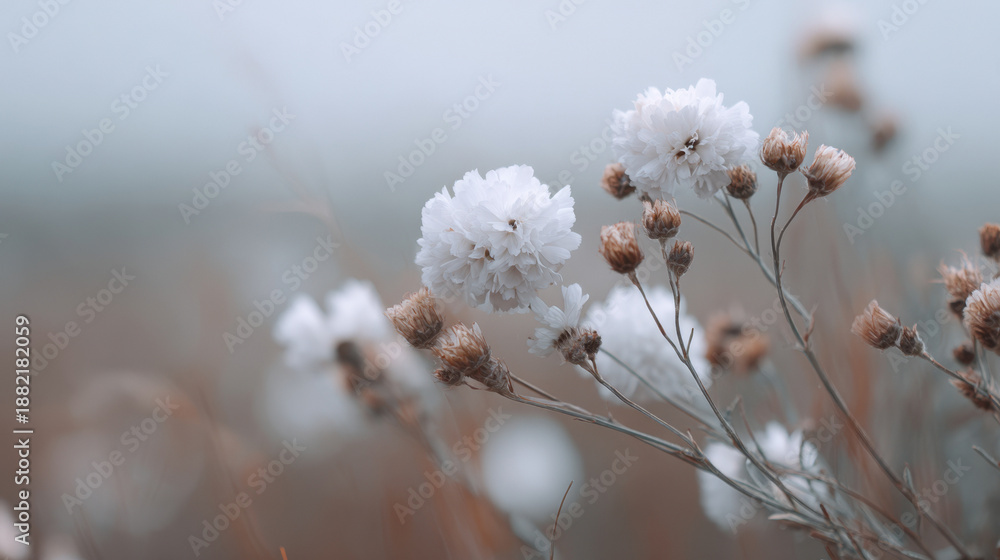 Obraz premium Delicate white flowers in soft focus field environment Imbolc