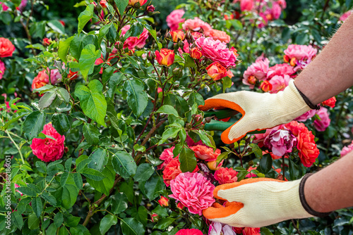 Φωτογραφία Man Pruning Wilted Yellow Roses in Garden – Flower Care and Outdoor Chores